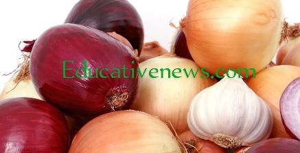 Effect of onions on kidney